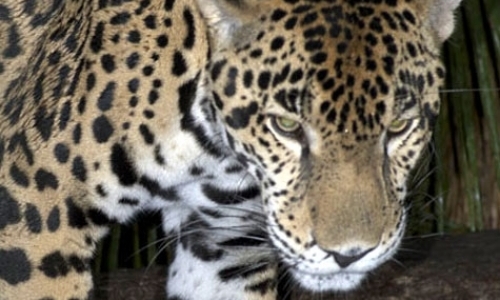 Field Assistants for Wild Cat Study Field Assistants for Wild Cat Study