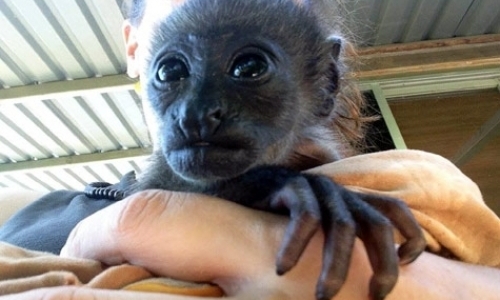 Wildlife Rehabilitation Volunteer