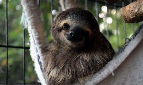 Wildlife Nursery Assistant Internship Wildlife Nursery Assistant Internship