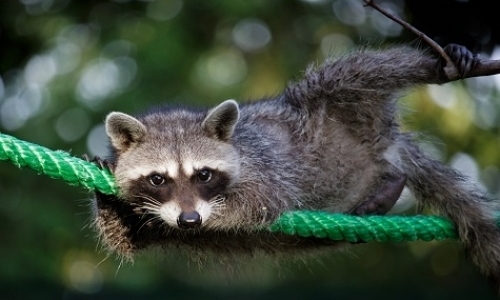 Wildlife Sanctuary Volunteer Coordinator Wildlife Sanctuary Volunteer Coordinator
