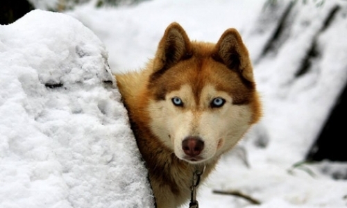 Winter Help on Husky Farm