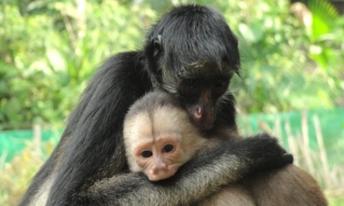 Work with Wild Animals Work with Wild Animals